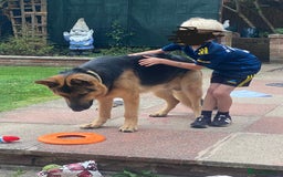 German Shepherd dogs for sale: German Shepherd - Image 2