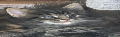 Maine Coon Kitten 1