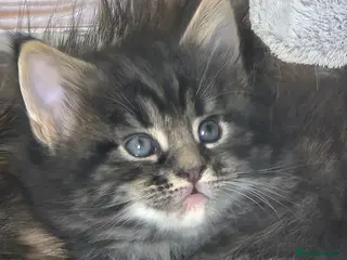 Maine Coon cats Main coon - Advert 5