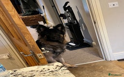 German Shepherd dogs for sale: 1 year old long haired male German shepherd  - Image 3