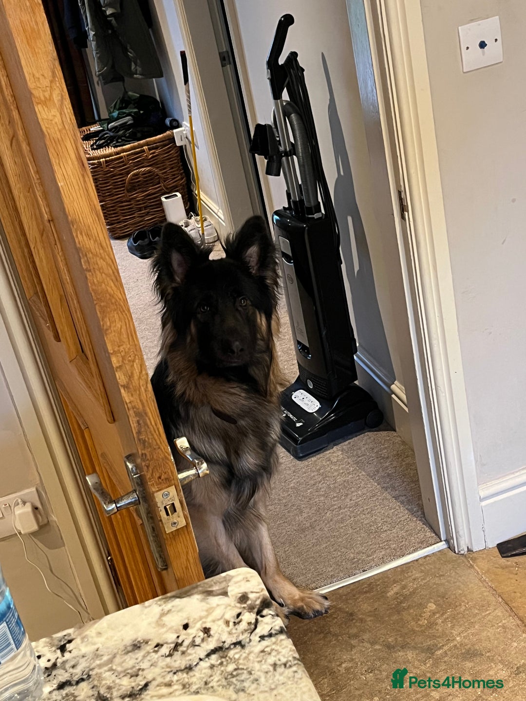 German Shepherd dogs for sale: 1 year old long haired male German shepherd  - Image 3
