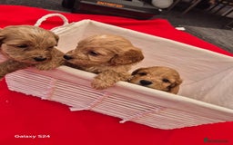 Cockapoo dogs for sale: cockerpoo puppies  - Image 1