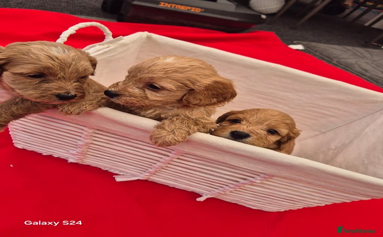 Cockapoo dogs - Advert 2
