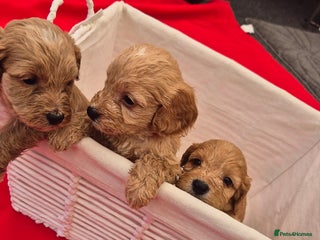 Cockapoo dogs - Advert 29