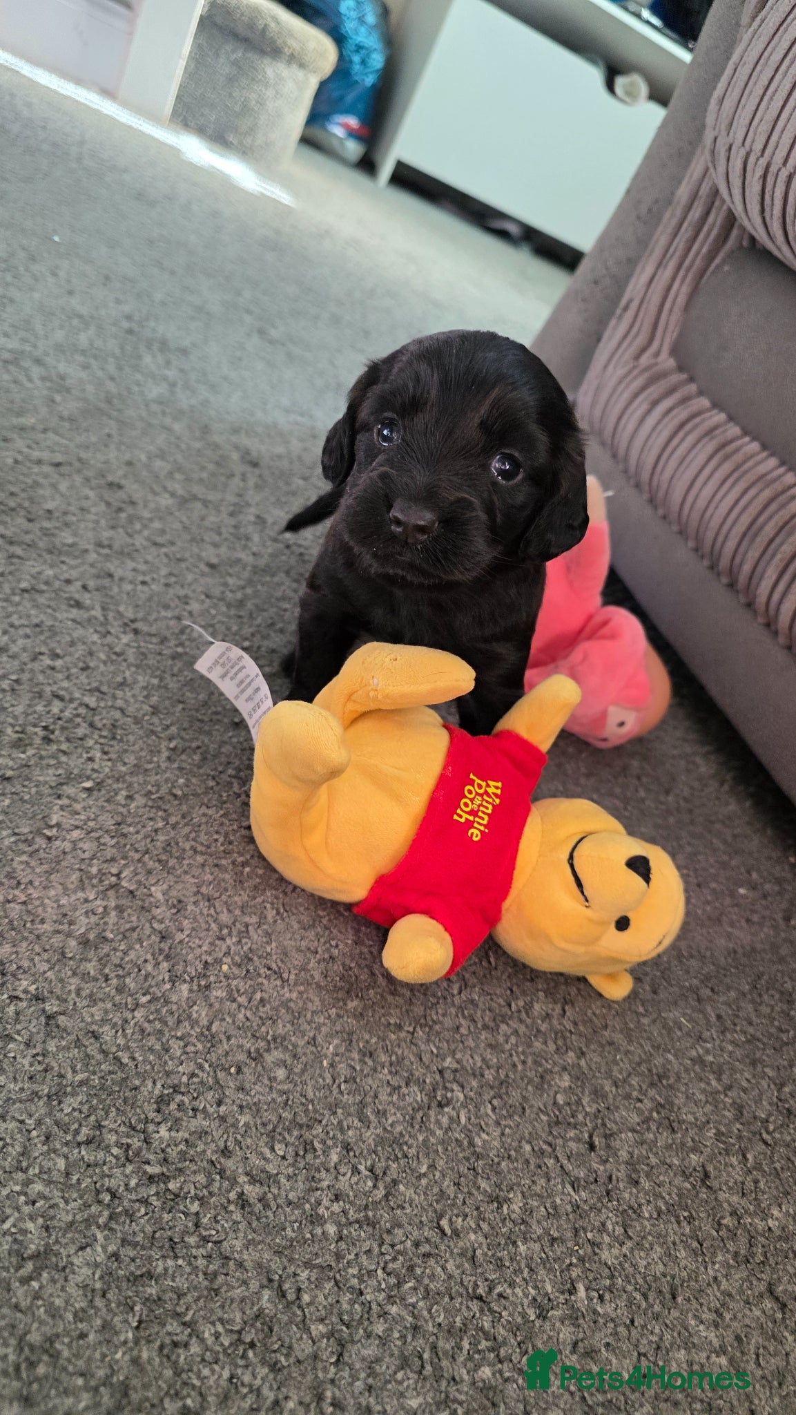 Cocker Spaniel dogs Female working cocker spaniel  - Advert 1