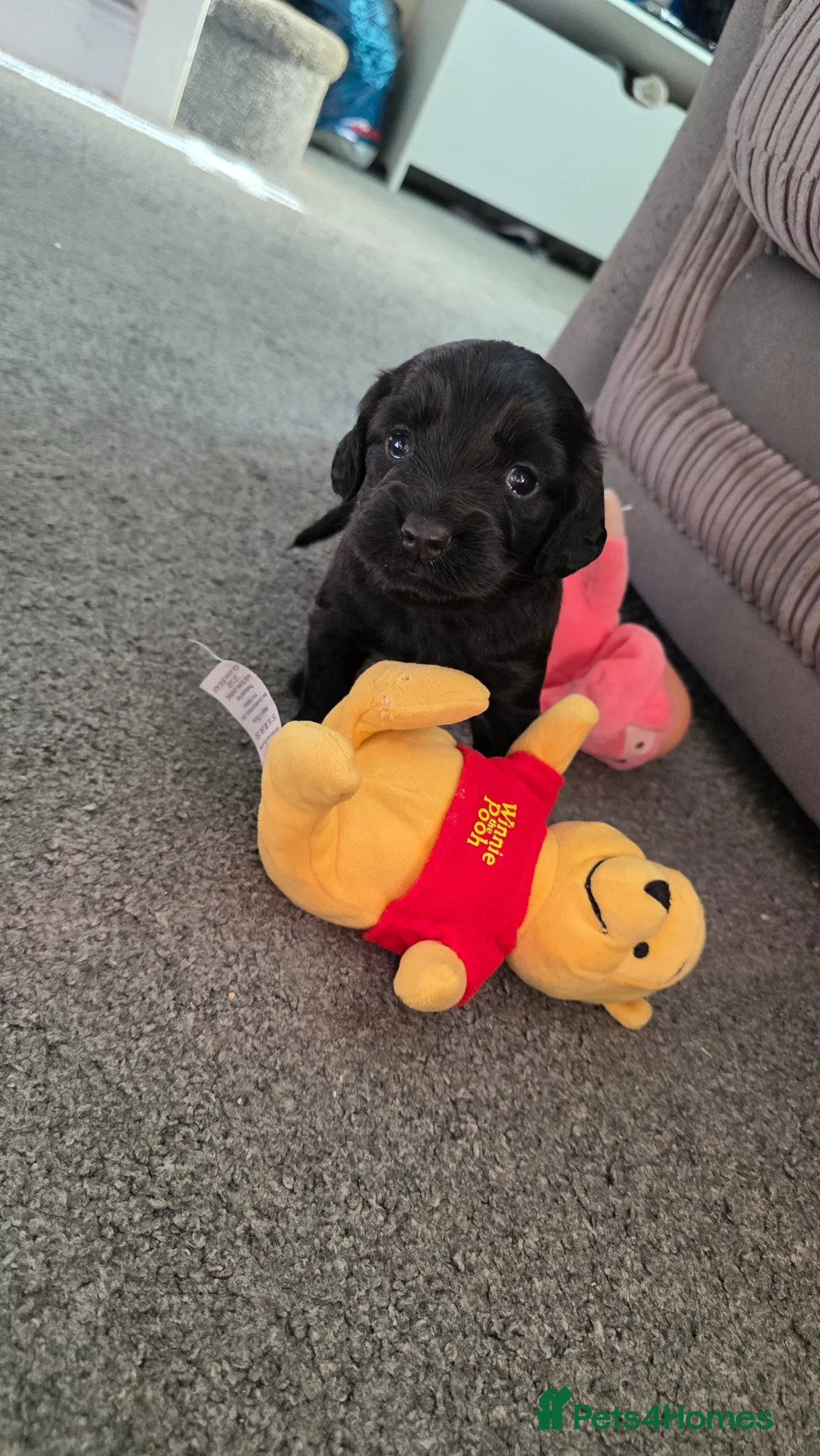 Cocker Spaniel dogs for sale: Female working cocker spaniel  - Advert 1