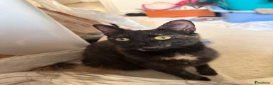 Domestic Shorthair 1