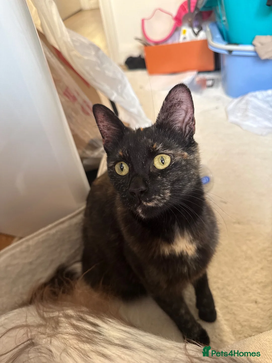 Domestic Shorthair cats for sale: Rehoming my two adult cats - Advert 2
