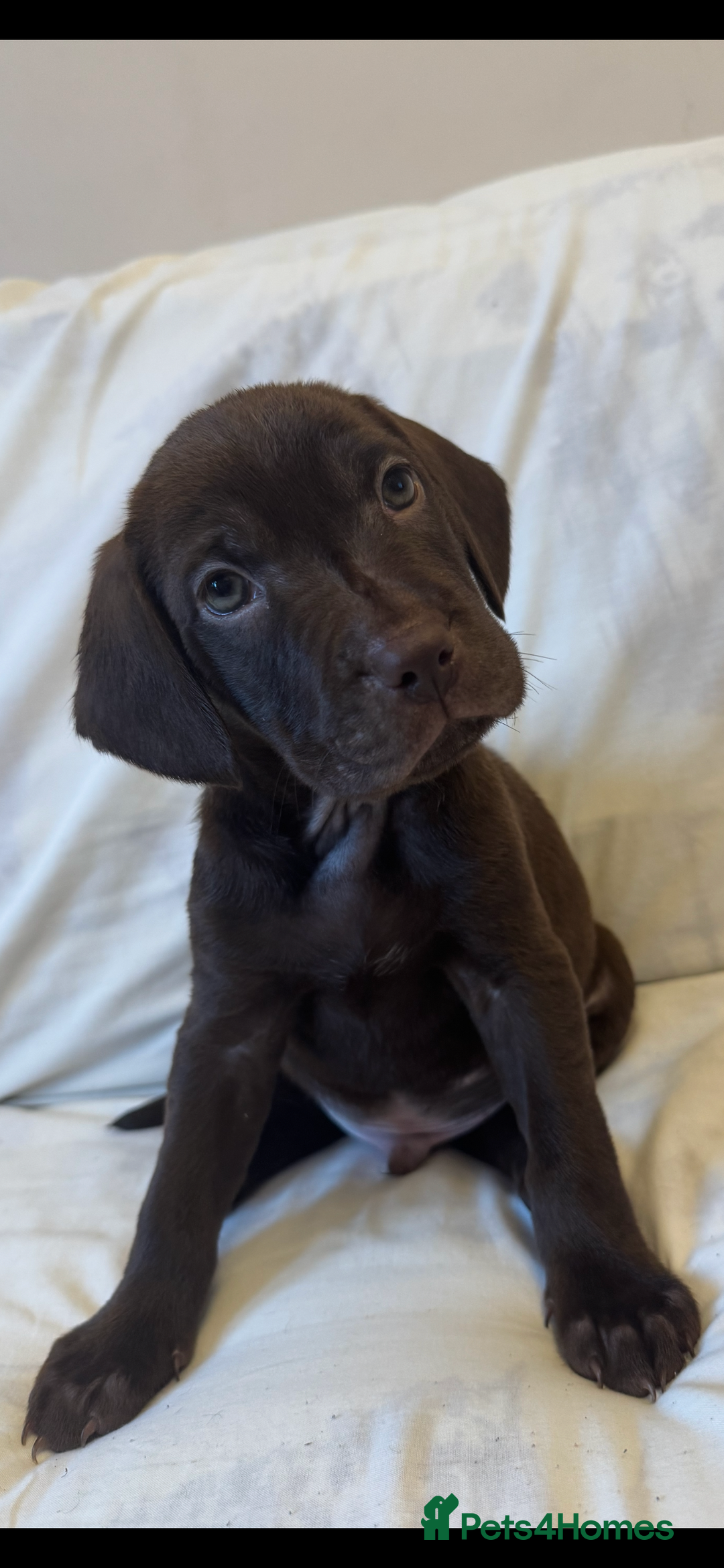 Mixed Breed dogs for sale: Mixed bread cavapoo-staff/sharpie - Advert 1