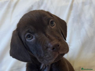 Mixed Breed dogs Mixed bread staff/sharpie-cavapoo f2 - Advert 18