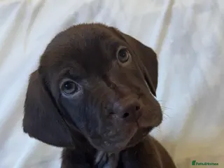 Mixed Breed dogs Mixed bread staff/sharpie-cavapoo f2 - Advert 16