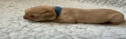 Labrador Retriever dogs for sale: K.C.Reg Superb Labrador Puppies - Advert 9