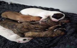 Mixed Breed dogs for sale: Pups ready around the 19th December  - Image 2