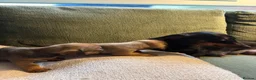 Mixed Breed dogs for sale: Miniature dachshund x French bulldog puppies  in Northampton - Advert 3