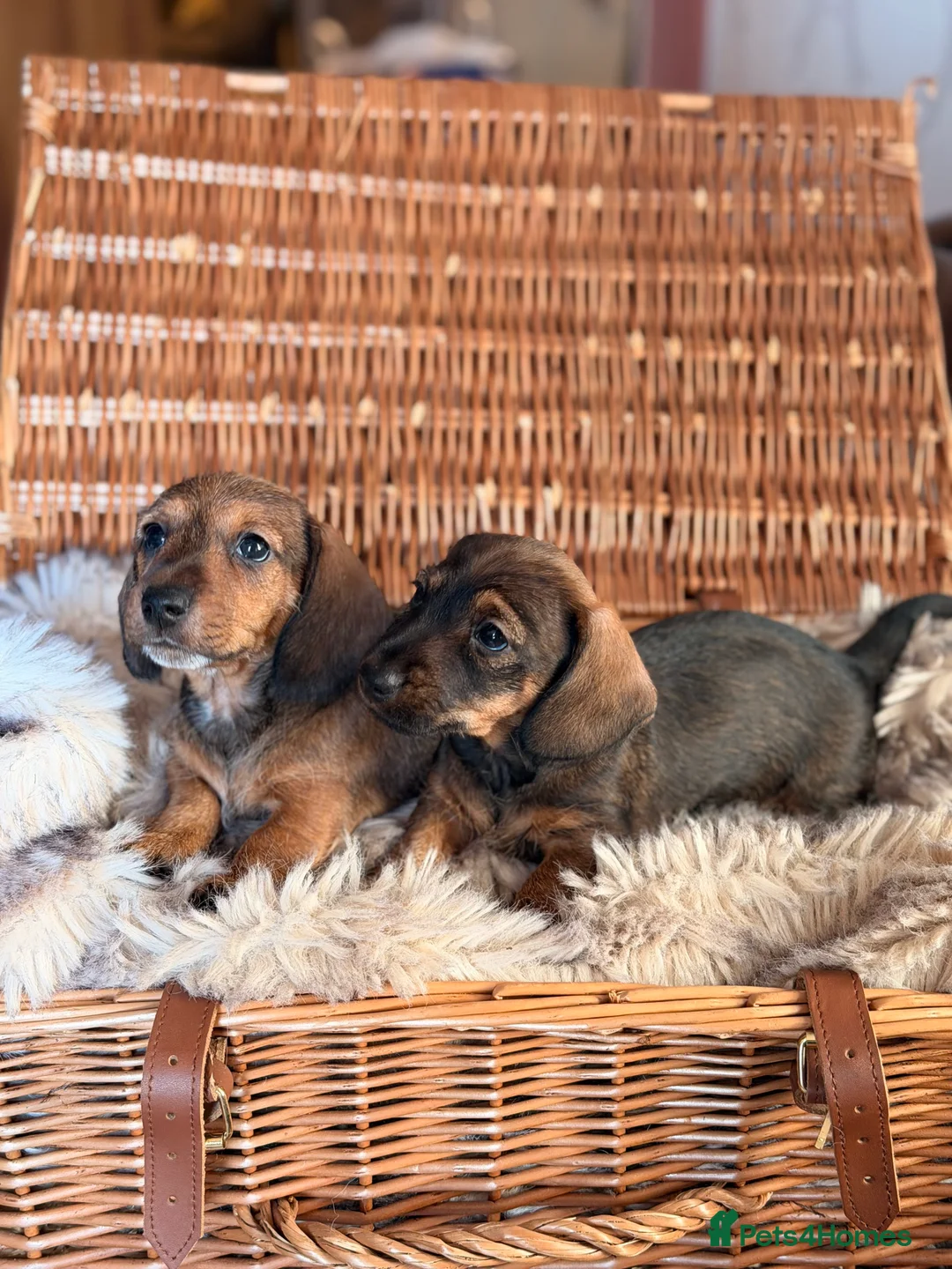 Miniature Dachshund dogs for sale: KC Reg Miniature Wire haired Dachshund  - Advert 1