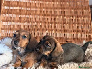 Miniature Dachshund dogs KC Reg Miniature Wire haired Dachshund - Advert 7