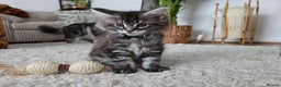 Maine Coon cats for sale: Adorable Maine Coon Boy looking for a Loving Home  - Advert 17