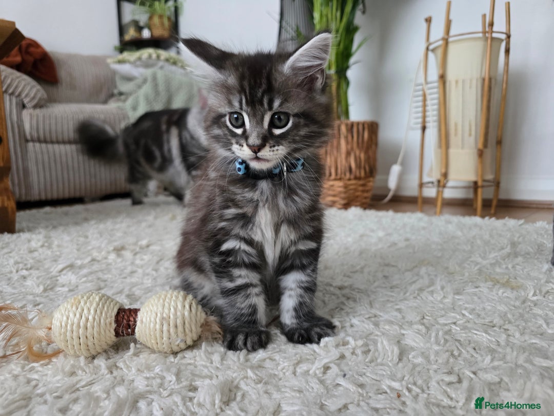 Maine Coon cats for sale: Adorable Maine Coon Boy looking for a Loving Home  - Advert 17