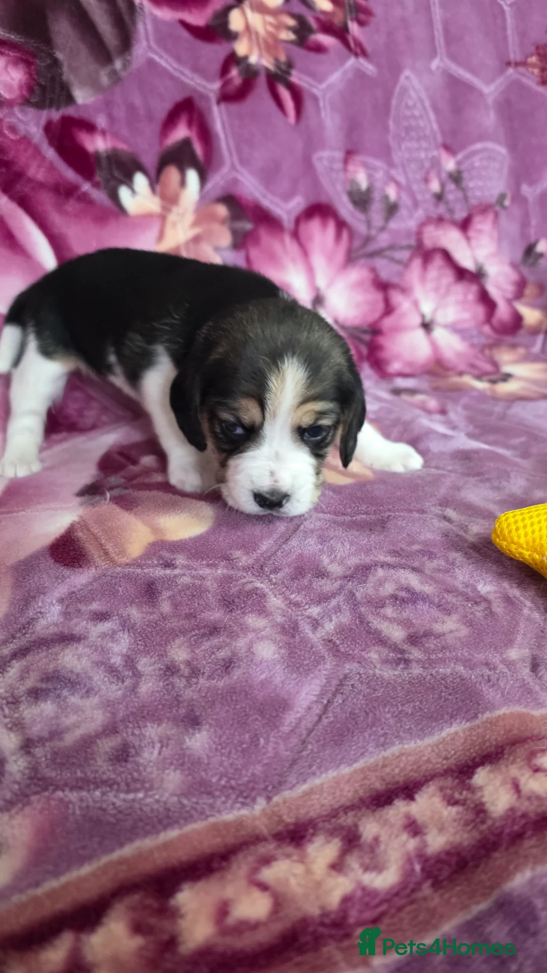 Beagle dogs for sale: Beautiful Beagle puppies looking for loving homes - Advert 21