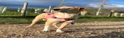 Mixed Breed dogs for sale: Adopt friendly Rocky in foster home in Hampshire - Advert 12