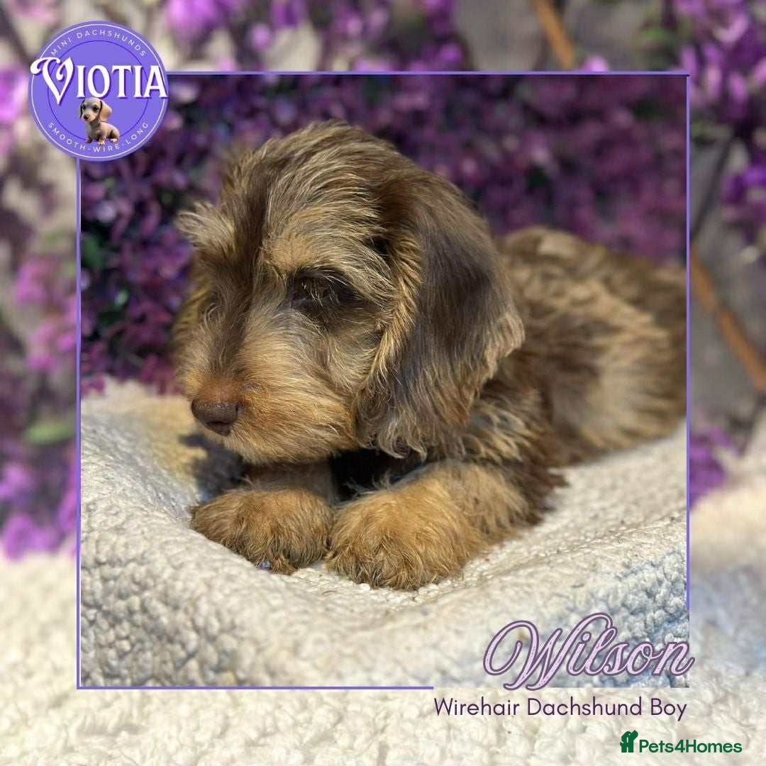 Miniature Dachshund dogs for sale: Beautiful miniature dachshunds ready now  - Image 5
