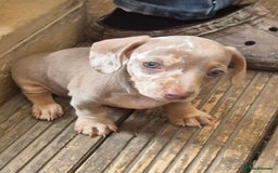 Dachshund dogs for sale: Kc isabella dapples boys - Image 5
