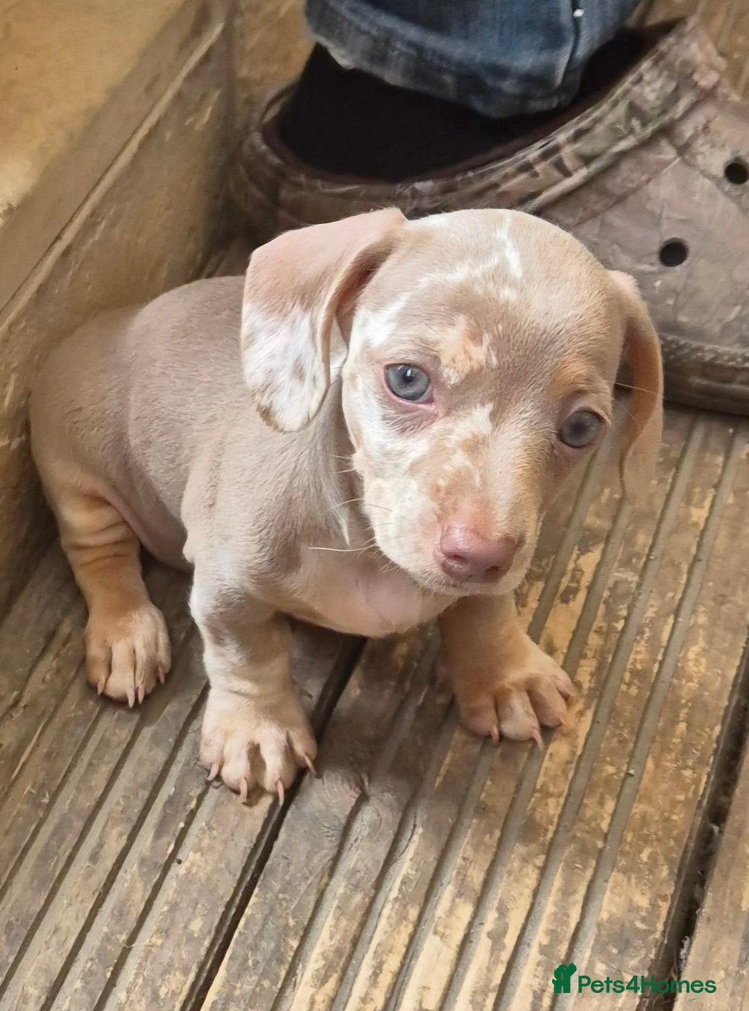 Dachshund dogs for sale: Kc isabella dapples boys - Image 5