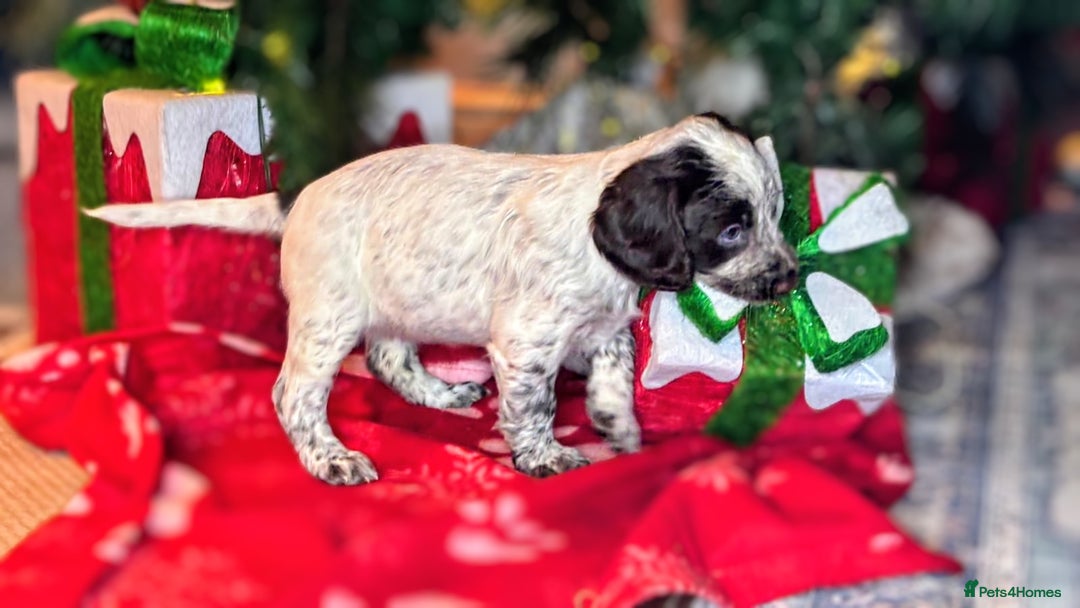 Cocker Spaniel dogs for sale: Working cocker spaniel puppy  - Advert 4