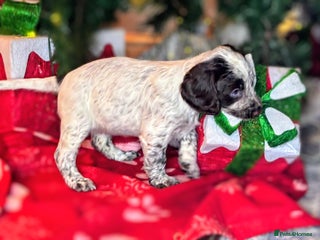 Cocker Spaniel dogs Chocolate roan working cocker spaniel puppies - Advert 8