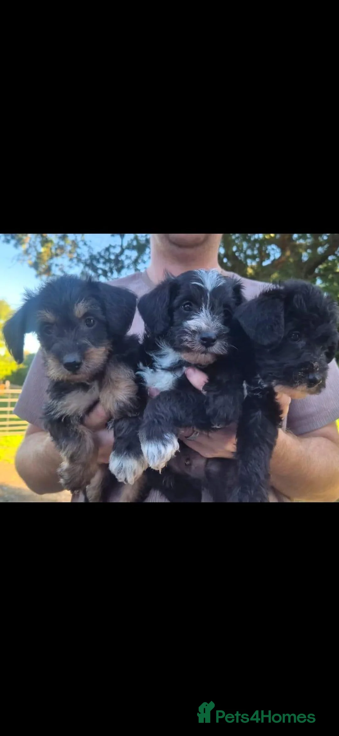 Schnoodle dogs for sale: Beautiful schnoodle puppies  - Advert 1