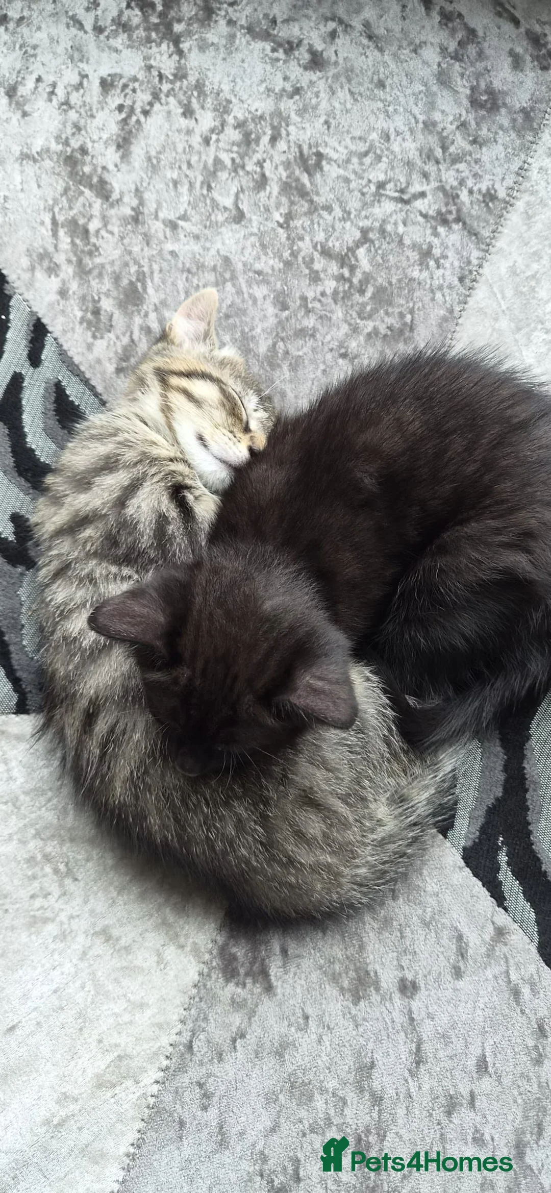 Mixed Breed cats for sale: Black kitten ready to leave  - Advert 2