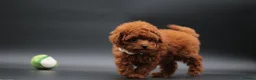 Toy Poodle dogs for sale: Adorable Asian toy poodle boy for sale  - Advert 2