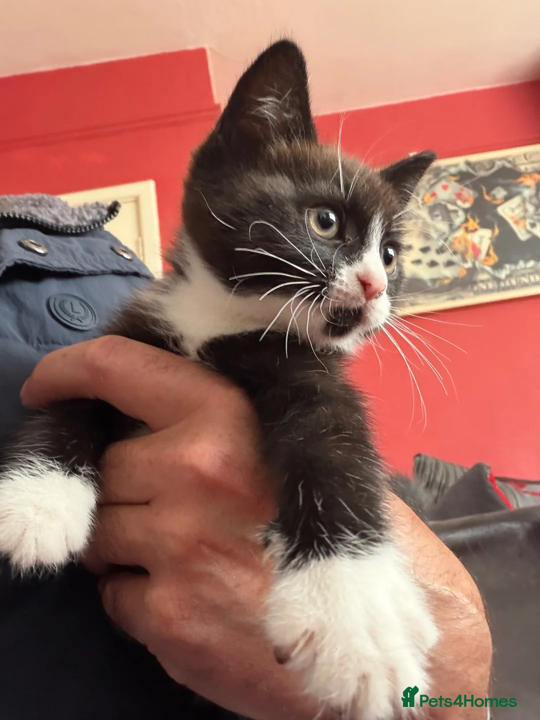 Mixed Breed cats for sale: 3 x kittens for sale in Colchester - Advert 2