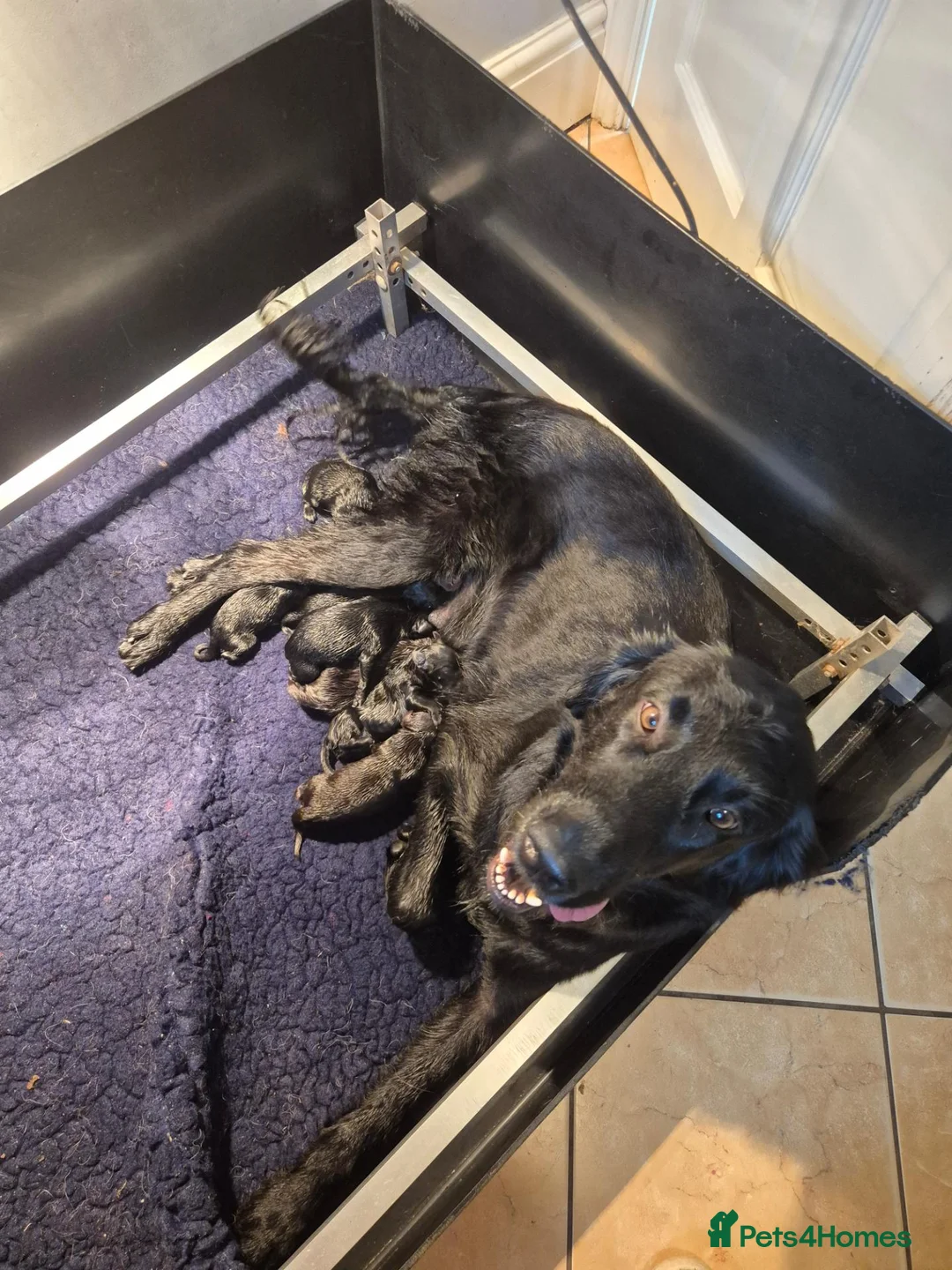 Flat coated Retriever dogs for sale: Beautiful Liver Girl - Advert 1