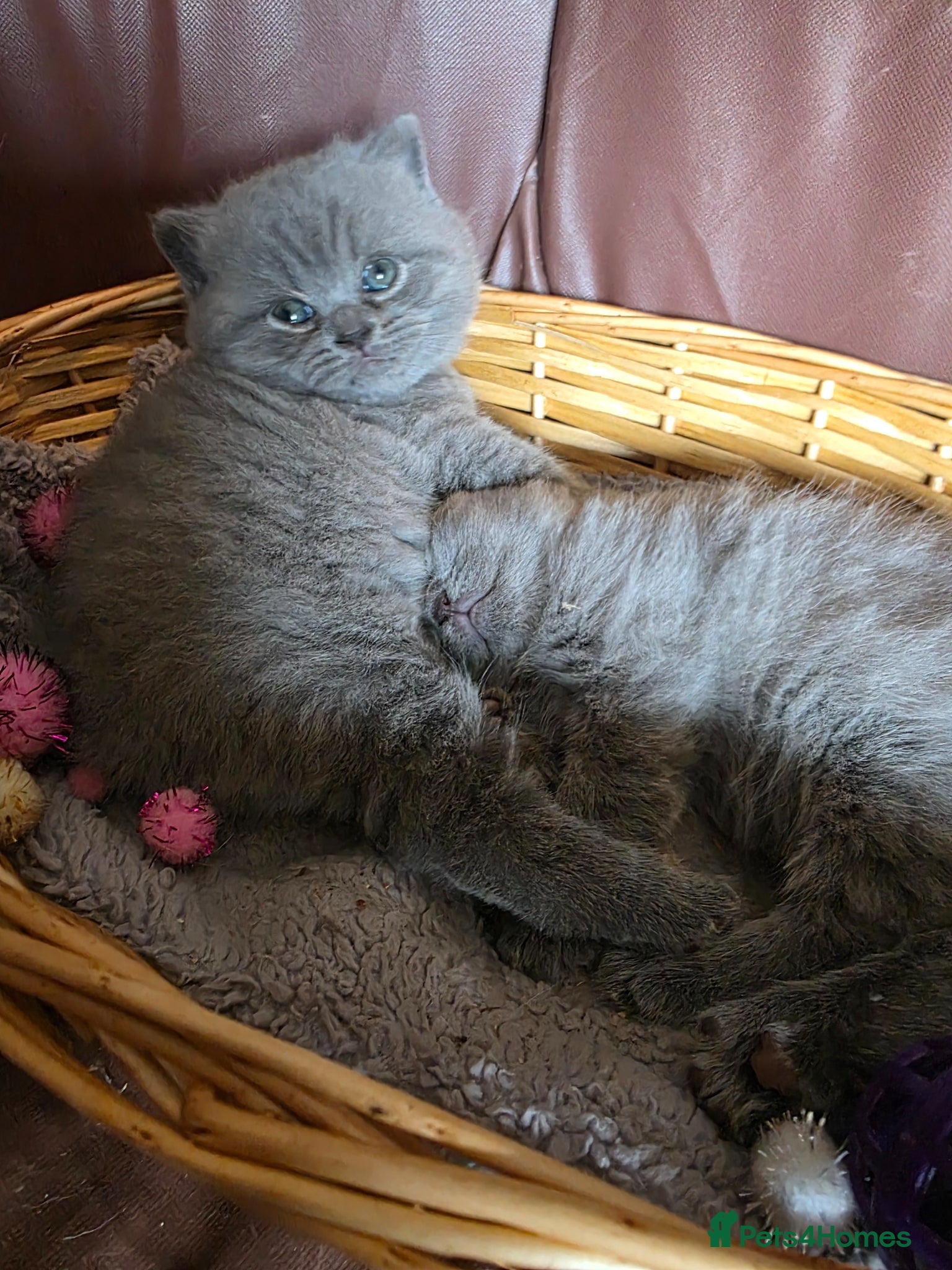 British Shorthair cats BRITISH SHORTHAIR GCCF REGISTERED KITTENS - Advert 14