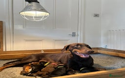 Dobermann dogs for sale: Outstanding KC Reg Dobermann puppies - Image 3