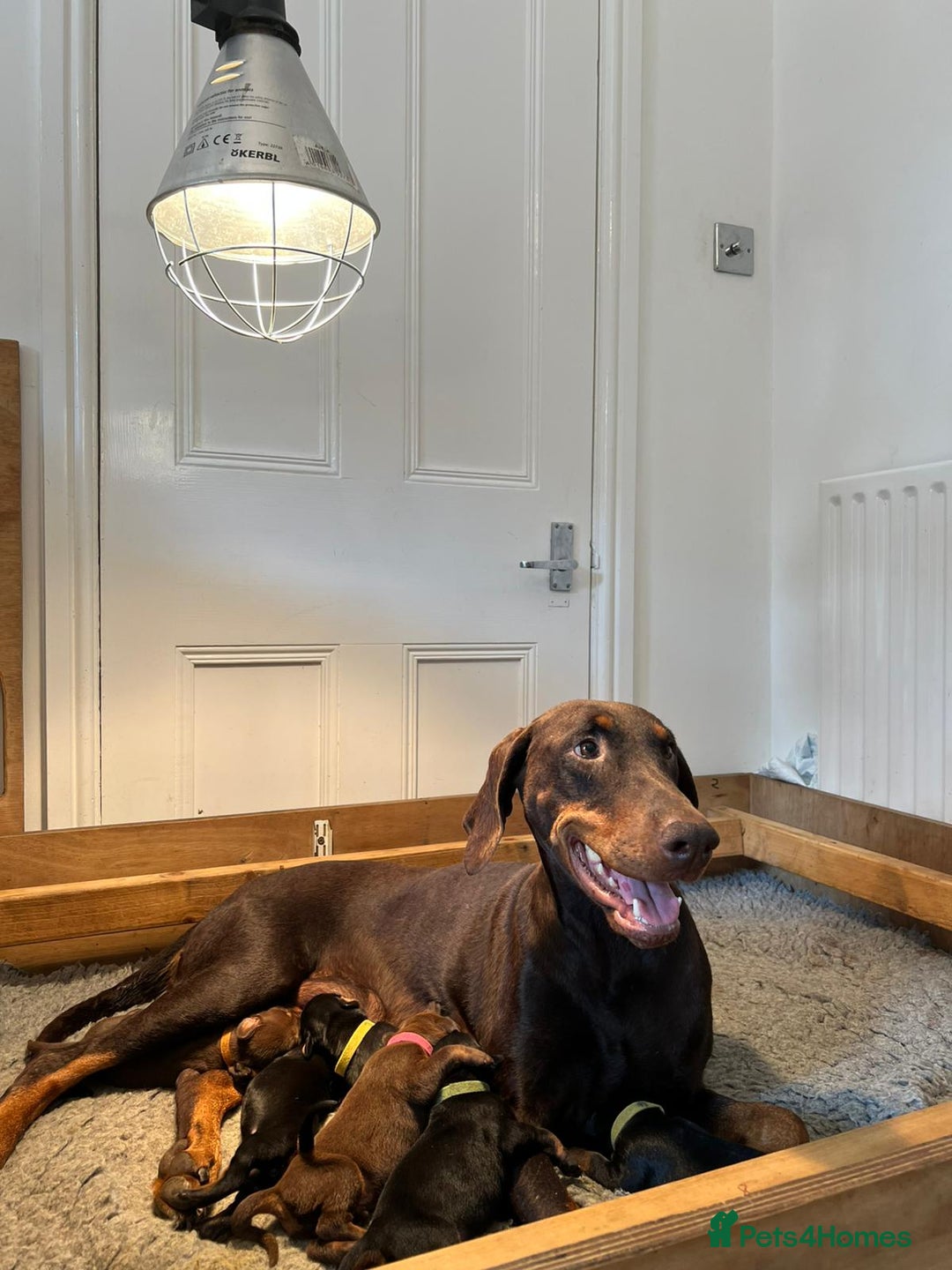 Dobermann dogs for sale: Outstanding KC Reg Dobermann puppies - Image 3