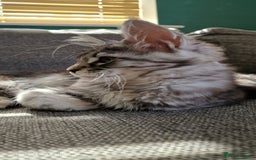 Maine Coon cats for sale: Pure Maine coon - Image 23