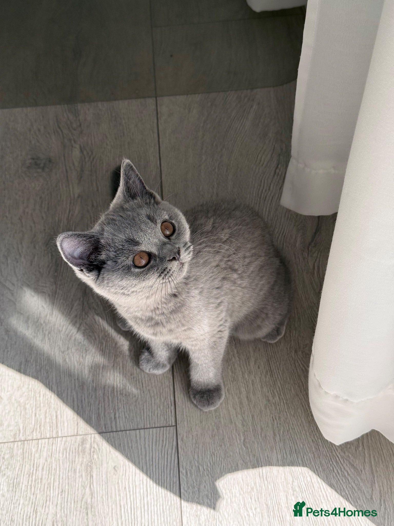 British Shorthair cats Sadly to be rehome - Advert 1