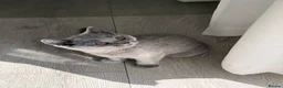 British Shorthair cats for sale: Sadly to be rehome - Advert 1