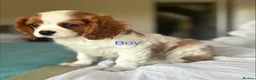 Cavalier King Charles Spaniel dogs for sale: 🐾KC reg,Extensively health tested Cavalier pups🐾 - Advert 4