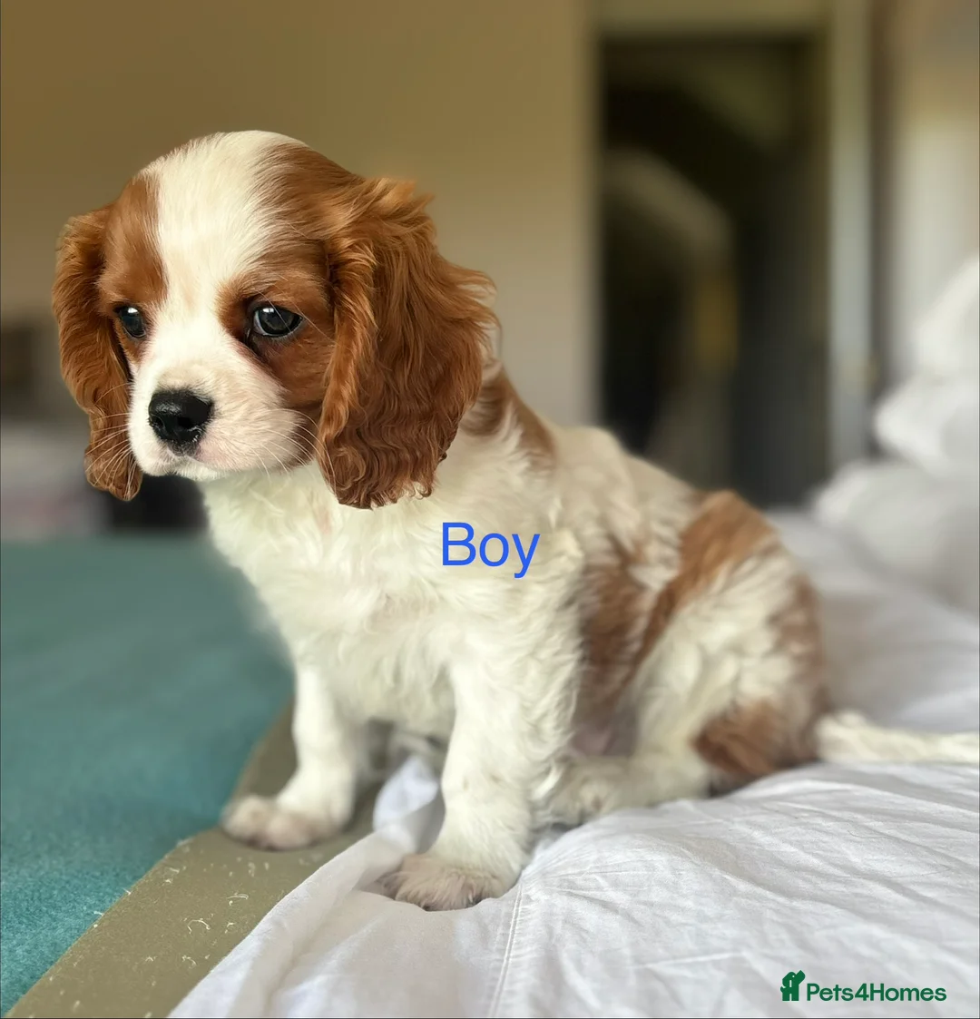 Cavalier King Charles Spaniel dogs for sale: 🐾KC reg,Extensively health tested Cavalier pups🐾 - Advert 4