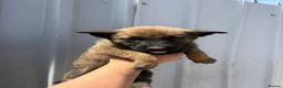 Belgian Shepherd Dog dogs for sale: Chunky WORKING LINE BELGIAN MALINOIS PUPPYS - Advert 7