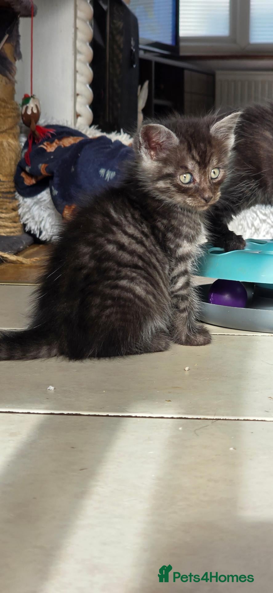 Mixed Breed cats Silver smoked maincoon cross  - Advert 5