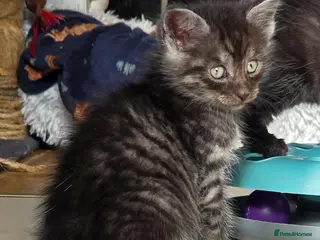 Mixed Breed cats Silver smoked maincoon cross - Advert 5