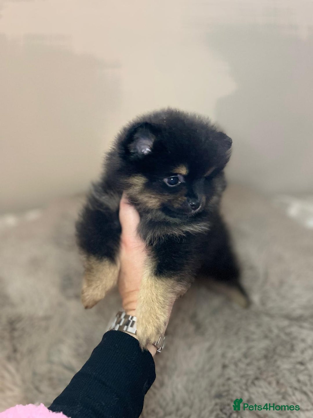 Pomeranian dogs for stud: 💜🧡Lilac & tan KC stud Benji champions in line  in Guildford - Image 20