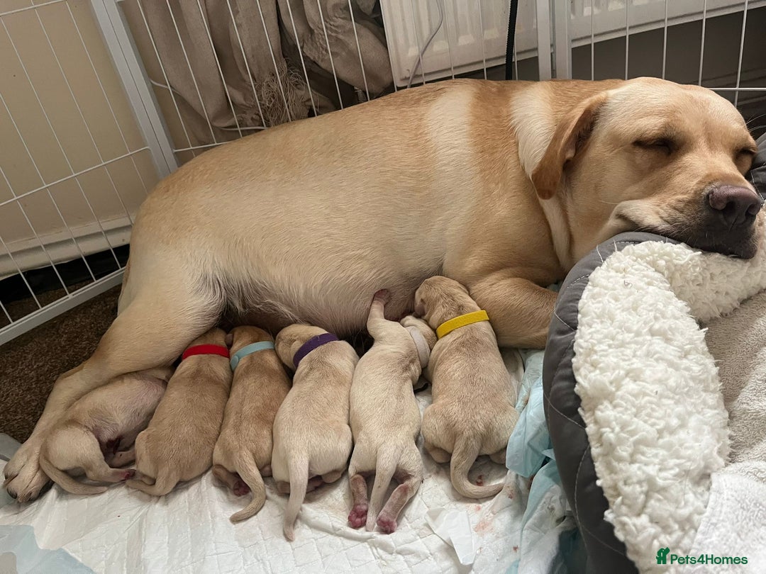 Labrador Retriever dogs for sale: Labrador puppies - Image 13