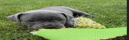Staffordshire Bull Terrier dogs for sale: Brilliant Pure Staffordshire Bull Terrier puppies in Glasgow - Advert 9
