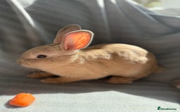 Mixed Breed rabbits for sale: 3 stunning Lop crossed with Double lion mane - Image 11
