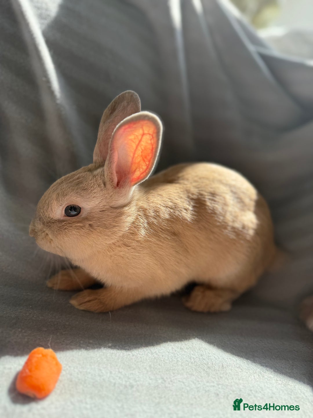 Mixed Breed rabbits for sale: 3 stunning Lop crossed with Double lion mane - Image 11